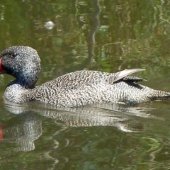 Stictonetta naevosa (Freckled Duck) at Tidbinbilla Nature Reserve - 4 Feb 2012 by galah681