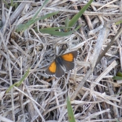 Lucia limbaria (Chequered Copper) at Mount Mugga Mugga - 11 Feb 2016 by Mike