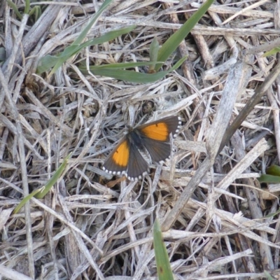 Lucia limbaria (Chequered Copper) at Jerrabomberra, ACT - 11 Feb 2016 by Mike