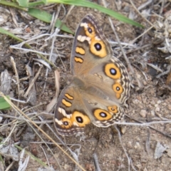 Junonia villida (Meadow Argus) at Mount Mugga Mugga - 11 Feb 2016 by Mike