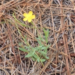 Hypericum gramineum (Small St Johns Wort) at Isaacs, ACT - 11 Feb 2016 by Mike