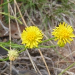 Calotis lappulacea (Yellow Burr Daisy) at Mount Mugga Mugga - 11 Feb 2016 by Mike