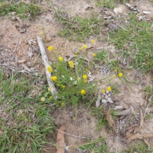 Calotis lappulacea at O'Malley, ACT - 12 Feb 2016 09:58 AM