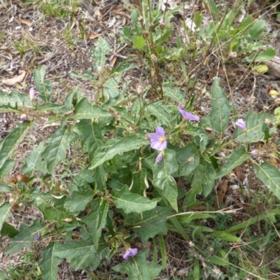 Solanum cinereum (Narrawa Burr) at O'Malley, ACT - 12 Feb 2016 by Mike
