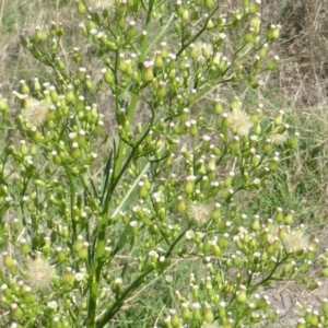 Erigeron canadensis at Jerrabomberra, ACT - 12 Feb 2016