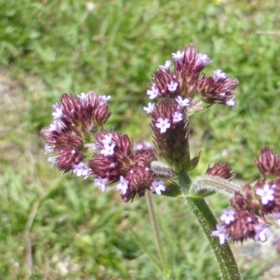 Verbena incompta (Purpletop) at Mount Mugga Mugga - 12 Feb 2016 by Mike