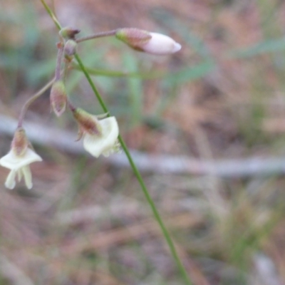 Grona varians (Slender Tick-Trefoil) at Isaacs, ACT - 12 Feb 2016 by Mike