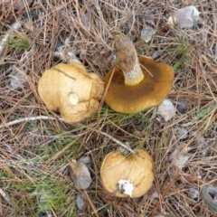 Suillus sp. (A bolete ) at Isaacs, ACT - 11 Feb 2016 by Mike