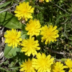 Hypochaeris glabra at Mount Mugga Mugga - 12 Feb 2016 by Mike