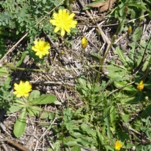 Hypochaeris radicata at Mount Mugga Mugga - 12 Feb 2016 12:18 PM