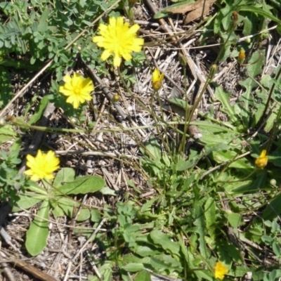 Hypochaeris radicata (Cat's Ear, Flatweed) at Mount Mugga Mugga - 12 Feb 2016 by Mike