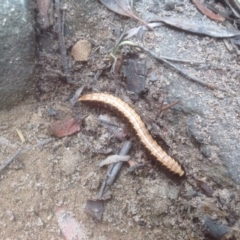 Ommatoiulus moreleti at O'Connor, ACT - 26 Jan 2016 04:03 PM