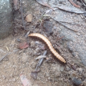 Ommatoiulus moreleti at O'Connor, ACT - 26 Jan 2016 04:03 PM