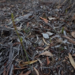 Corunastylis clivicola at Undefined Area - suppressed