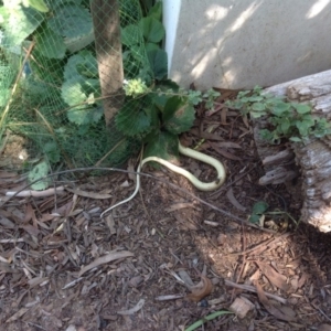 Pseudonaja textilis at O'Connor, ACT - 14 Feb 2016 11:57 AM