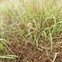 Unverified - 5 Feb 2016 by Rosie