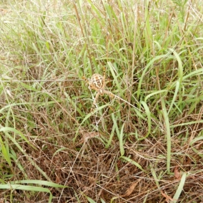 Unverified at Undefined - 5 Feb 2016 by Rosie