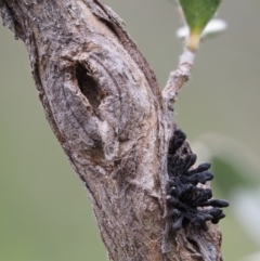 Septobasidium clelandii [Harpographium state] at Paddys River, ACT - 3 Feb 2016