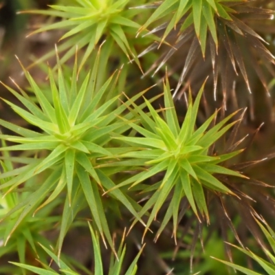 Unverified at Gibraltar Pines - 11 Feb 2016 by KenT