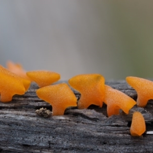 Dacryopinax spathularia at Paddys River, ACT - 3 Feb 2016