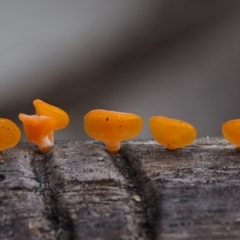 Dacryopinax spathularia at Paddys River, ACT - 3 Feb 2016