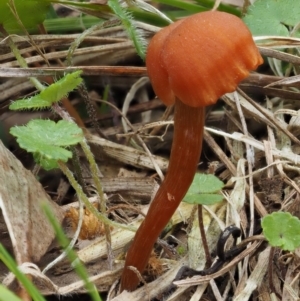 Laccaria sp. at Paddys River, ACT - 3 Feb 2016