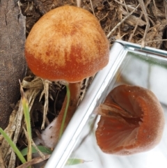 Laccaria sp. at Paddys River, ACT - 3 Feb 2016