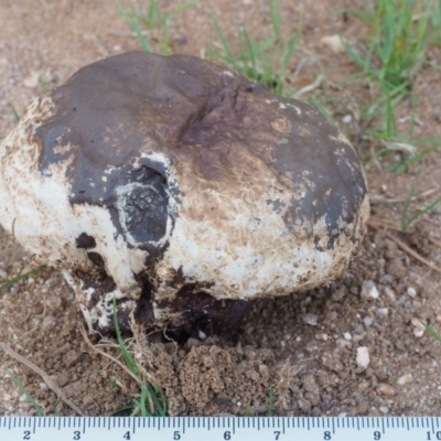Calvatia sp. (a puffball ) at Paddys River, ACT - 11 Feb 2016 by KenT