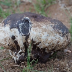 Calvatia sp. at Paddys River, ACT - 11 Feb 2016 08:27 AM