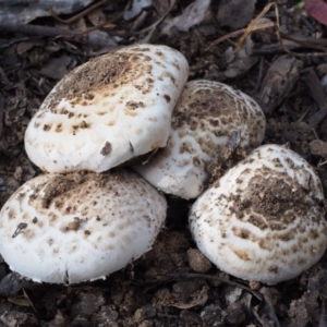 Agaricus sp. at Paddys River, ACT - 11 Feb 2016