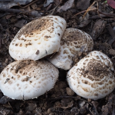 Agaricus sp. (Agaricus) at Paddys River, ACT - 10 Feb 2016 by KenT