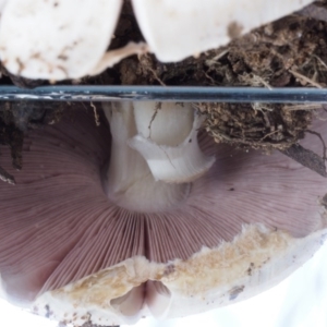 Agaricus sp. at Paddys River, ACT - 11 Feb 2016