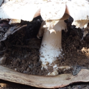 Agaricus sp. at Paddys River, ACT - 11 Feb 2016