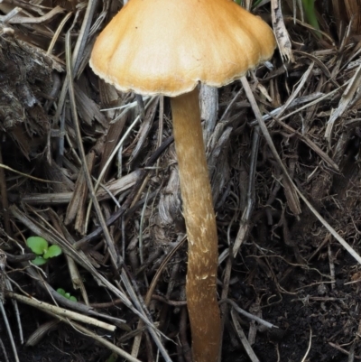 Unverified at Gibraltar Pines - 11 Feb 2016 by KenT
