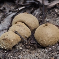 Unidentified at Gibraltar Pines - 11 Feb 2016 by KenT