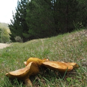 Suillus granulatus at Paddys River, ACT - 11 Feb 2016