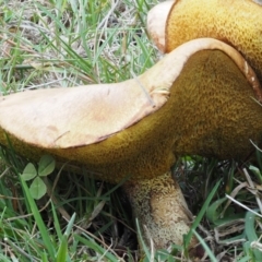 Suillus granulatus at Paddys River, ACT - 11 Feb 2016