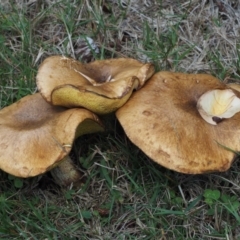 Suillus granulatus at Paddys River, ACT - 11 Feb 2016