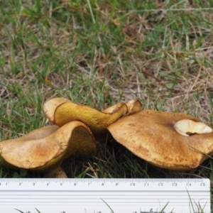 Suillus granulatus at Paddys River, ACT - 11 Feb 2016 11:56 AM