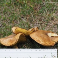 Suillus granulatus at Paddys River, ACT - 11 Feb 2016