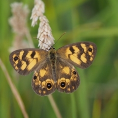 Heteronympha cordace (Bright-eyed Brown) at Paddys River, ACT - 2 Feb 2016 by KenT