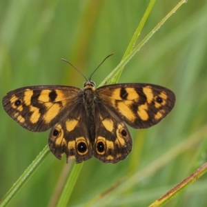 Heteronympha cordace at Paddys River, ACT - 3 Feb 2016