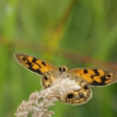 Heteronympha cordace at Paddys River, ACT - 3 Feb 2016