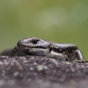 Eulamprus tympanum at Paddys River, ACT - 3 Feb 2016 12:00 PM