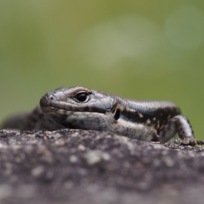 Eulamprus tympanum (Southern Water Skink) at Paddys River, ACT - 3 Feb 2016 by KenT