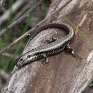 Eulamprus tympanum at Paddys River, ACT - 3 Feb 2016