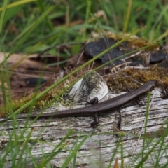 Eulamprus tympanum at Paddys River, ACT - 3 Feb 2016