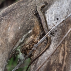 Eulamprus tympanum at Paddys River, ACT - 3 Feb 2016 12:00 PM