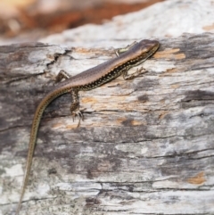 Eulamprus tympanum at Paddys River, ACT - 3 Feb 2016