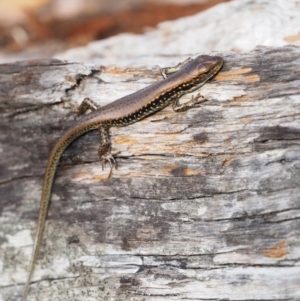 Eulamprus tympanum at Paddys River, ACT - 3 Feb 2016